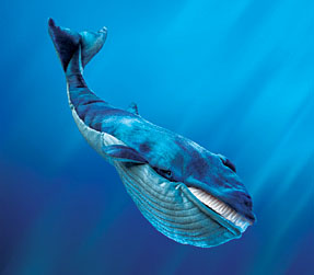 Blue Whale